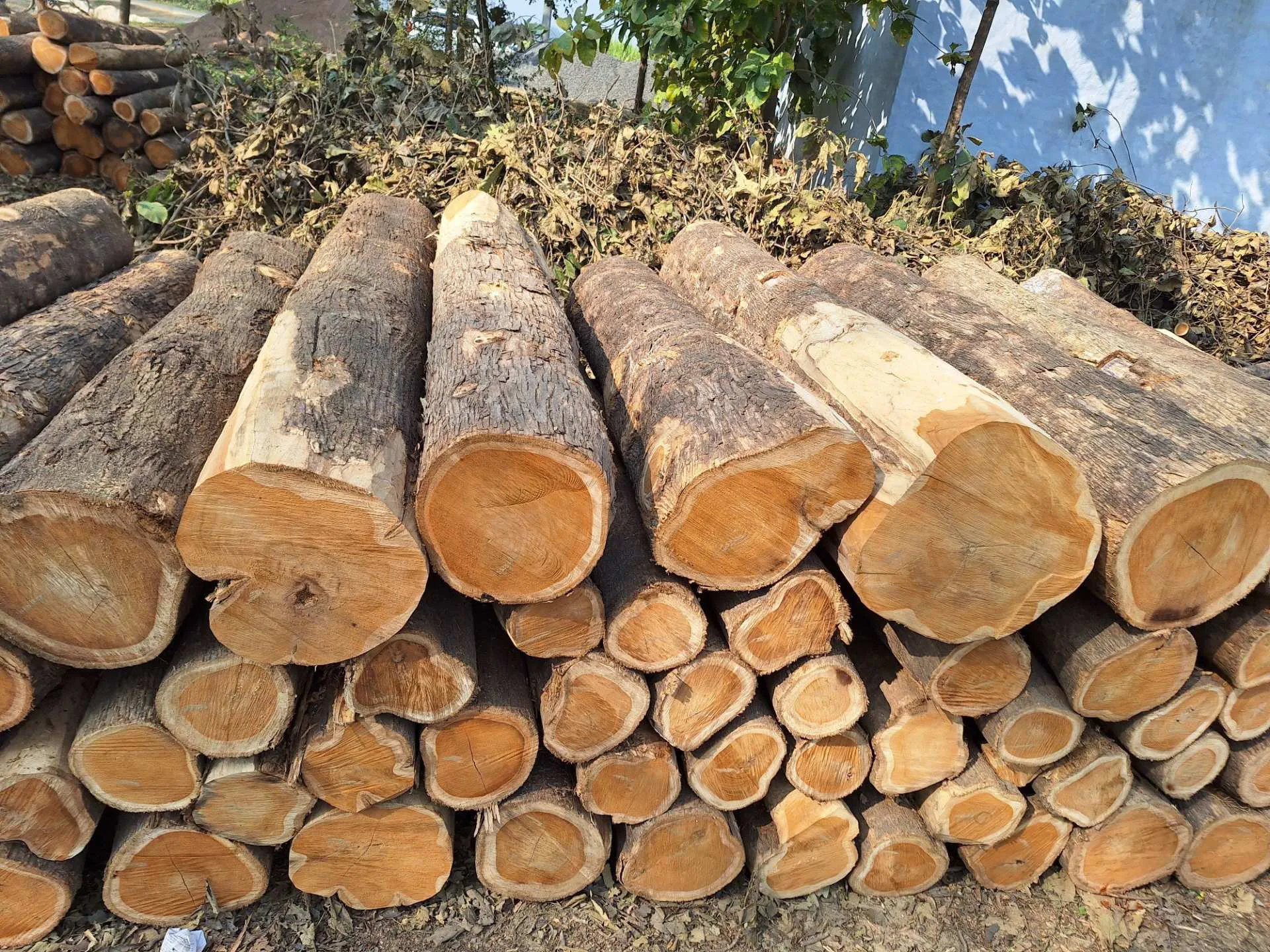 What Is Teak Wood? A Complete Guide
